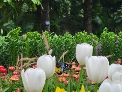 -深圳市中科院仙湖植物园