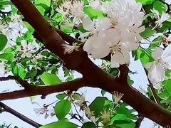 -海棠花溪(元大都城垣遗址公园)