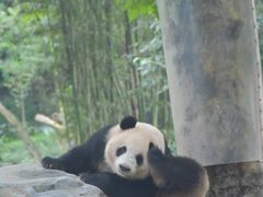 -都江堰中华大熊猫苑