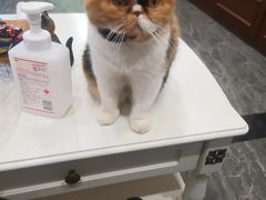 -宠爱国际动物医院· 猫科· 外科·中兽医(长白店)
