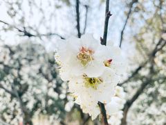 -杭州植物园