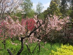 -南汇桃花村
