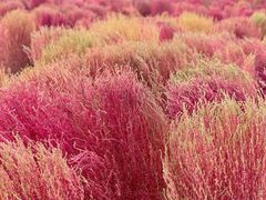 -汉长安城未央宫国家考古遗址公园