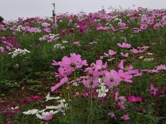 -松山湖梦幻百花洲