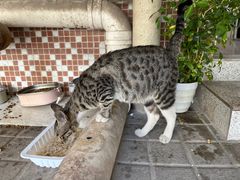 -瑞派宠物医院(搏威敦和院)