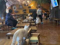 -猫猫幼稚园·撸猫·桌游·电玩