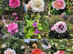 -人民公园(罗湖区)