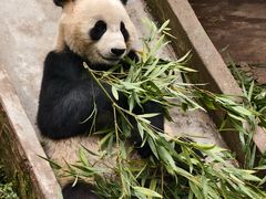 -中国大熊猫保护研究中心雅安碧峰峡基地