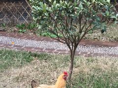 门面-小竹林农庄