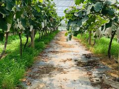 -马陆小张葡萄园农家乐