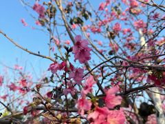 -天适樱花悠乐园