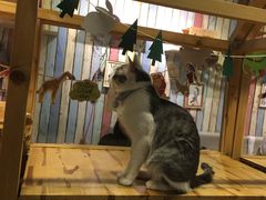 -小时光咖啡馆(开森度假森林店)