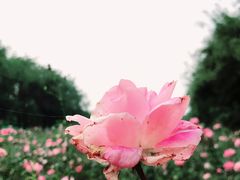 -汉景帝阳陵博物院