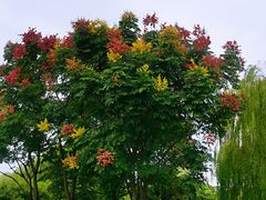 -梁鸿国家湿地公园