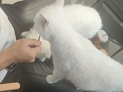 -Heymao猫咖.咖啡厅(东门店)