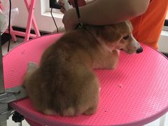 -翊宠yipet猫狗购宠庄园犬舍•猫舍