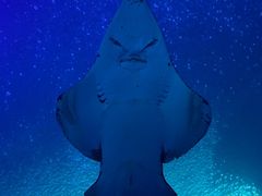 -珠海长隆海洋王国