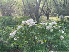 -东升八家郊野公园