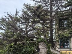 -八大关景区