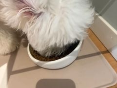 -翊宠yipet猫狗购宠庄园
