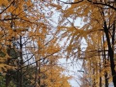 -四川大学(望江校区)