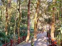 -普洱太阳河森林公园