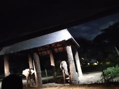 -清迈夜间动物园