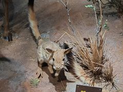 -陕西自然博物馆