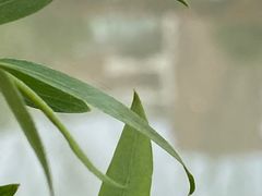 -上海市曹杨第二中学