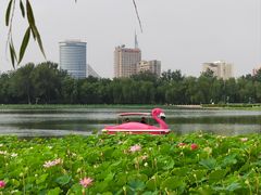 -莲花池公园