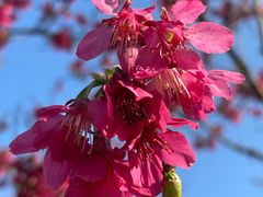 -天适樱花悠乐园