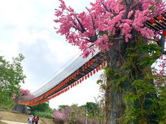 -天适樱花悠乐园