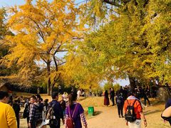 -千年银杏谷文化旅游区