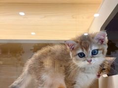 -柚子猫舍·精品猫舍购猫·猫咪认养·购宠·宠物店