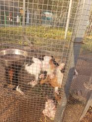 -萌宠亲子动物乐园(槐房万达店)