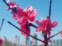-广东花都湖国家湿地公园