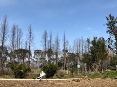 -上海长兴岛郊野公园