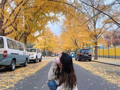 -三里屯东五街银杏大道