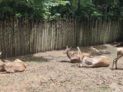 -上海野生动物园