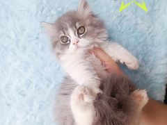 -麒麟缅因猫舍·十五年缅因猫选购中心