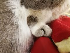 -猫色咖啡·猫咖