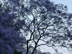 -四川大学(望江校区)
