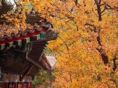 -香山公园