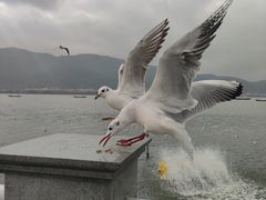 -海埂大坝