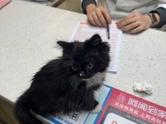 -宠颐生宠物医院·心肾内科·猫专科诊疗中心宠巢店