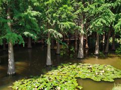 -捞渔河湿地公园