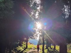 -武陵山森林公园