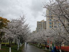 -高东镇樱花园