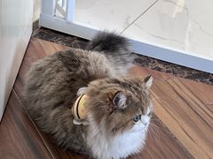 -伟伟宠物医院·瑞派猫友好医院·猫科(光谷店)