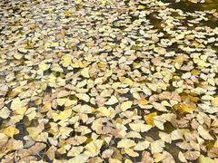 -重庆市江北嘴中央商务区中央公园